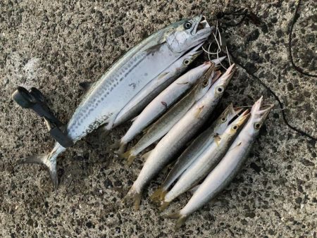 A.P.Pガイドフィッシング